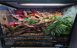 Gecko reptiles for sale: 2 x Male Crested Geckos  - Image 8