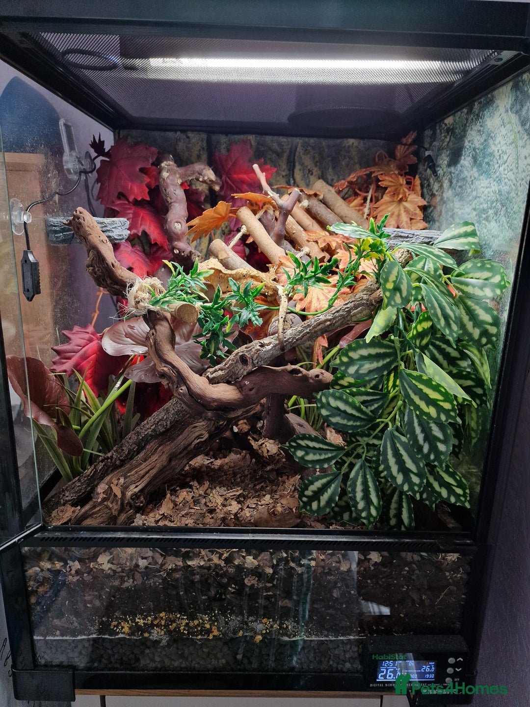 Gecko reptiles for sale: 2 x Male Crested Geckos  - Image 8