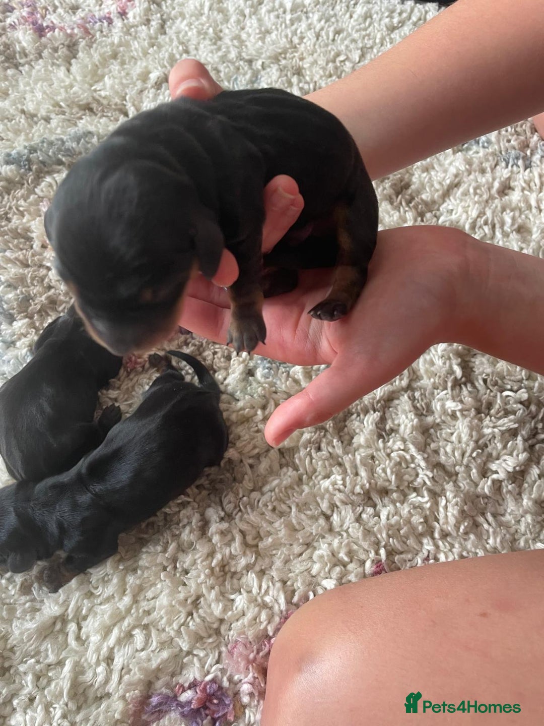 Miniature Dachshund dogs for sale: Miniature Dachshund Puppies   in Pontefract - Image 26