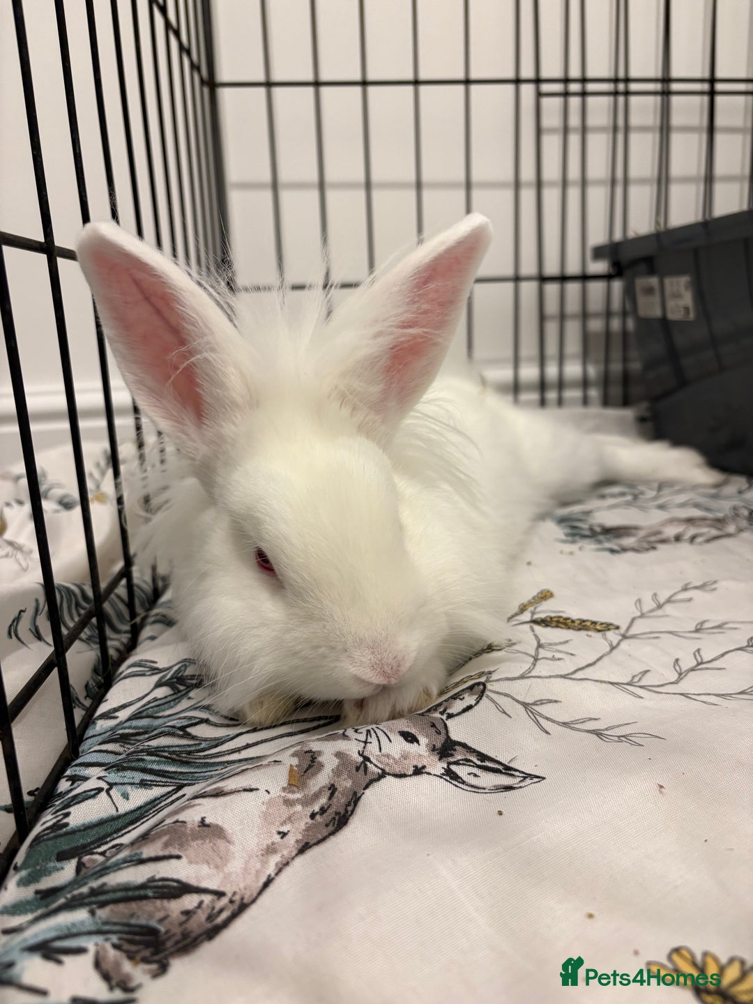 Mixed Breed rabbits for sale: Junior - male bun looking for a 🏡 - Advert 2