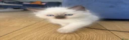 Ragdoll cats for sale: Beautiful fluffy ragdoll kittens - Advert 7