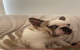 French Bulldog dogs for stud: STUD - Chunkz  - Advert 5