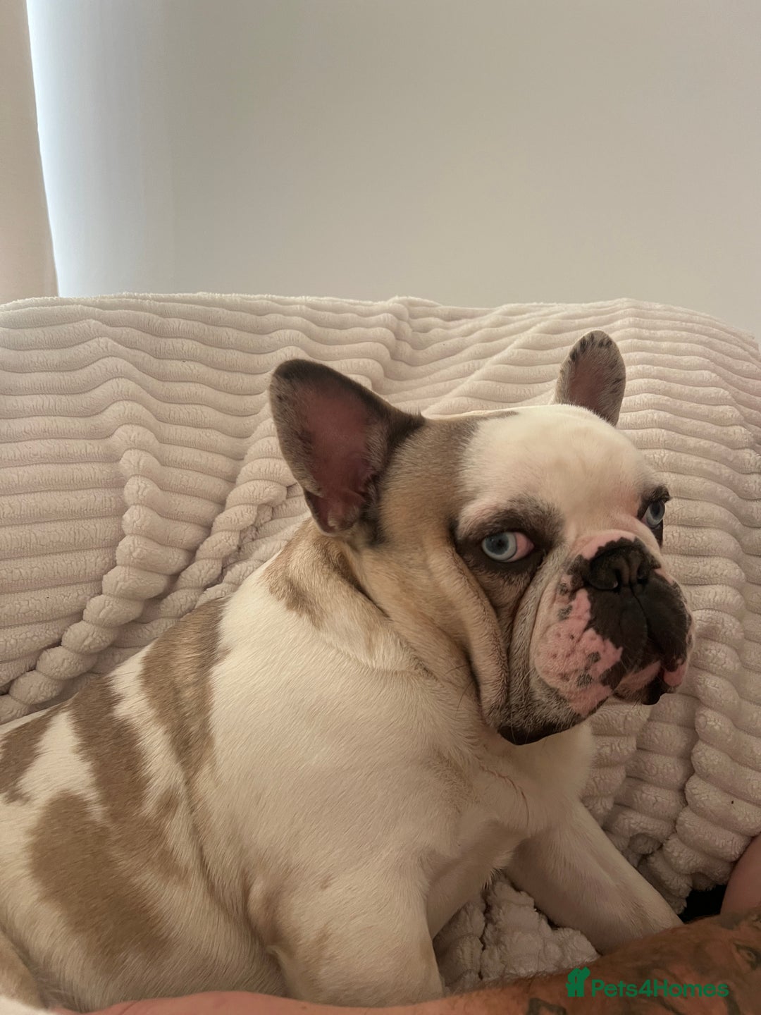 French Bulldog dogs for stud: STUD - Chunkz  - Advert 5