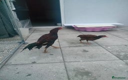 Chickens poultry for sale: Aseel male chicken and female  - Image 8