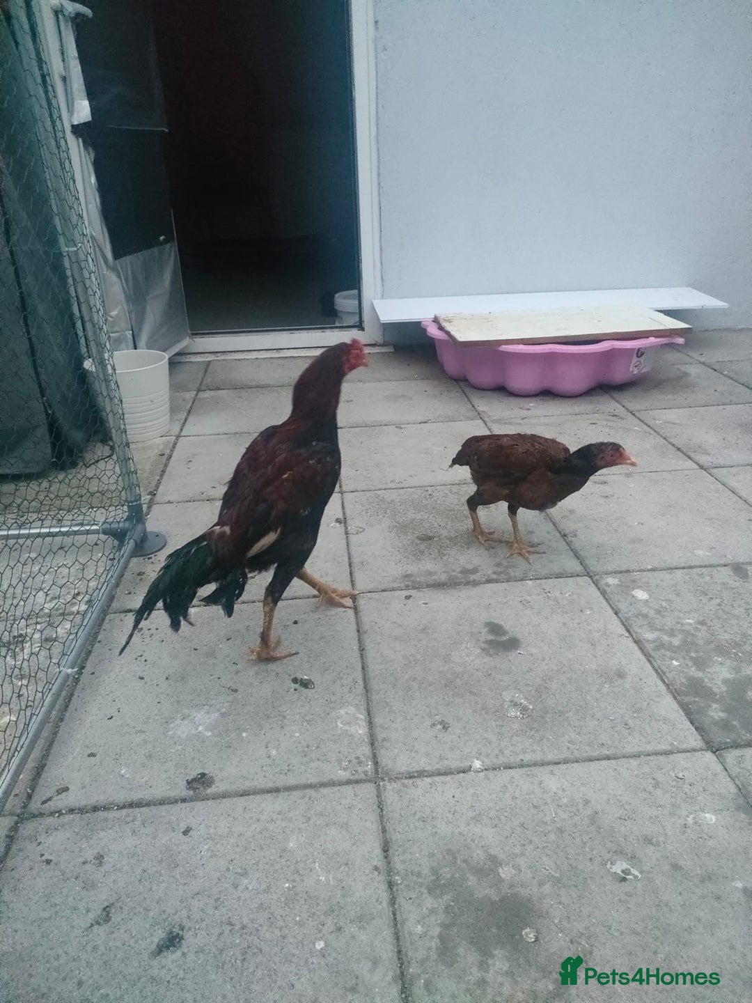 Chickens poultry for sale: Aseel male chicken and female  - Image 8