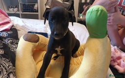 Whippet dogs for sale: 2 whippet pups left ( 1 bitch & 1 boy) - Image 1