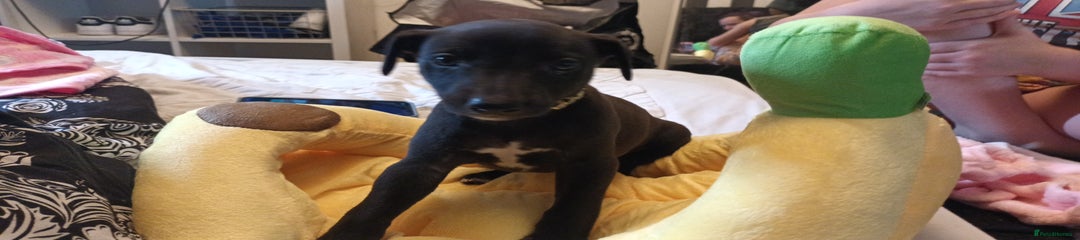 Whippet Puppy 1