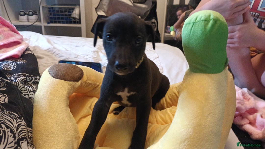 Whippet dogs for sale: 2 whippet pups left ( 1 bitch & 1 boy) - Image 1