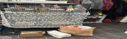 Budgerigars birds for sale: 4 budgies looking for their for ever home.  - Advert 11