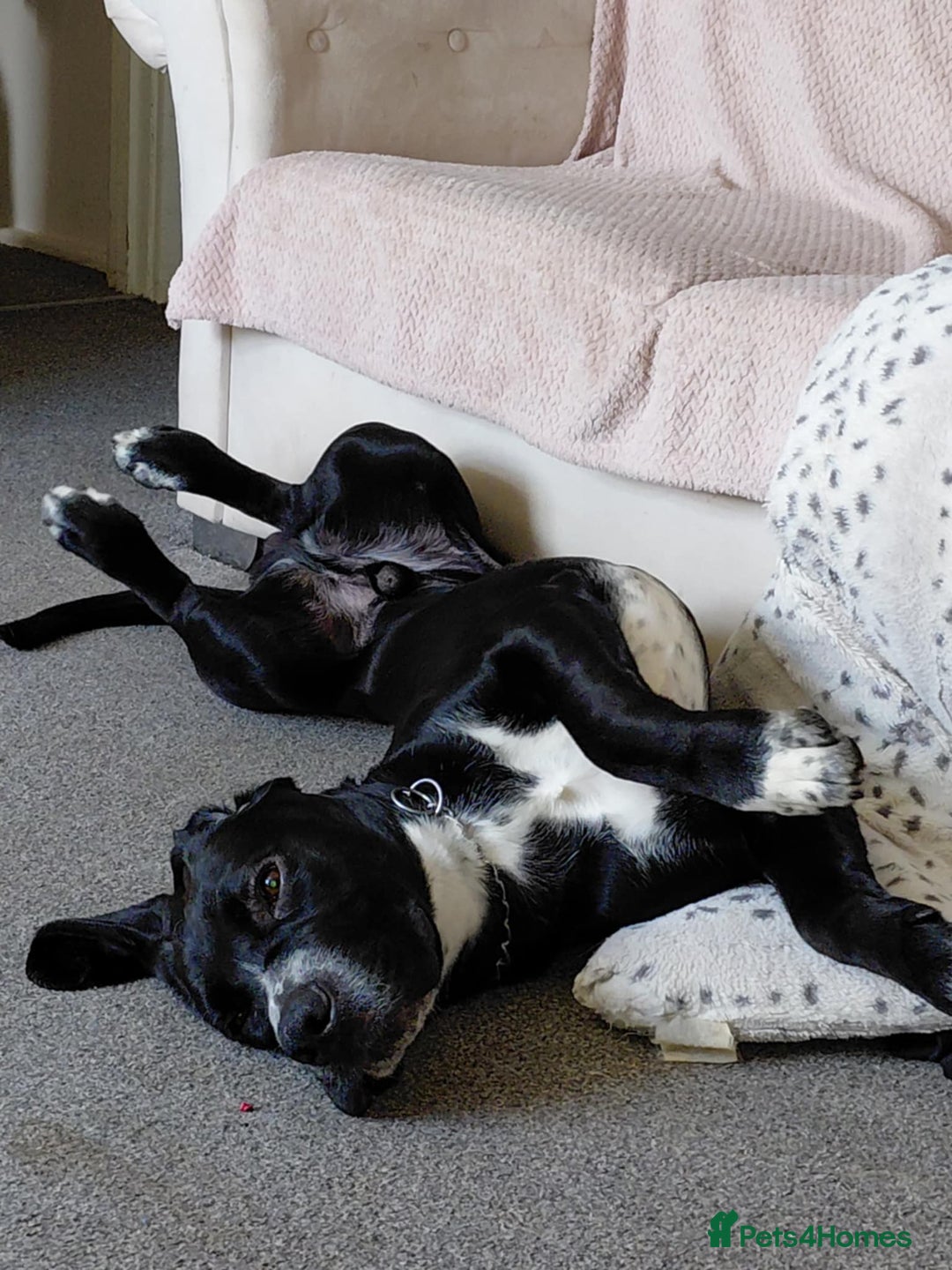 Mixed Breed dogs for sale: 10 month old cane corso cross - Advert 4