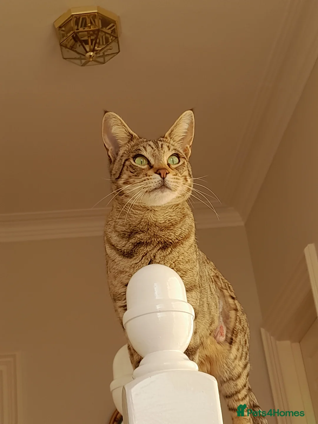 Savannah cats for sale: TICA Reg Full Pedigree F3 Savannah Lady - Advert 7