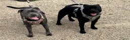 Staffordshire Bull Terrier dogs for sale: Stunning staffy puppies in Redditch - Advert 22