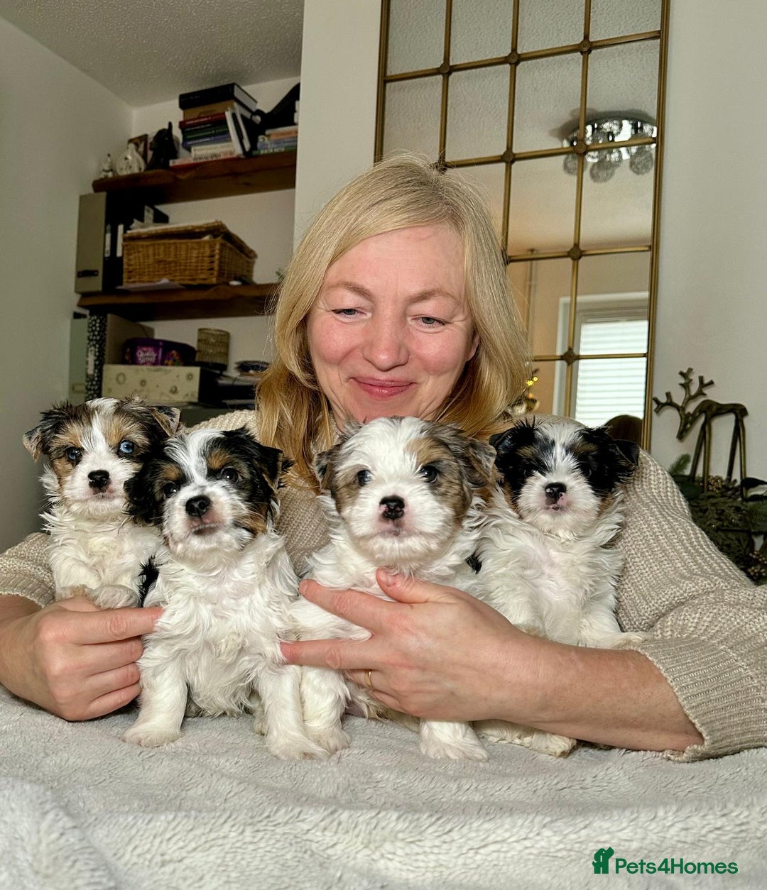 Yorkshire Terrier dogs for sale: Biewer Yorkie Boys | Pedigree | Licensed - Advert 1