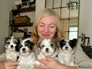 Yorkshire Terrier dogs Biewer Yorkie Boys | Pedigree | Licensed - Advert 6