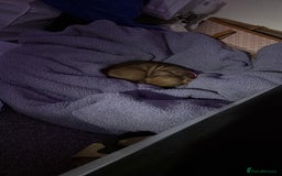 Dachshund dogs for sale: 9 week old dachshund  - Image 3