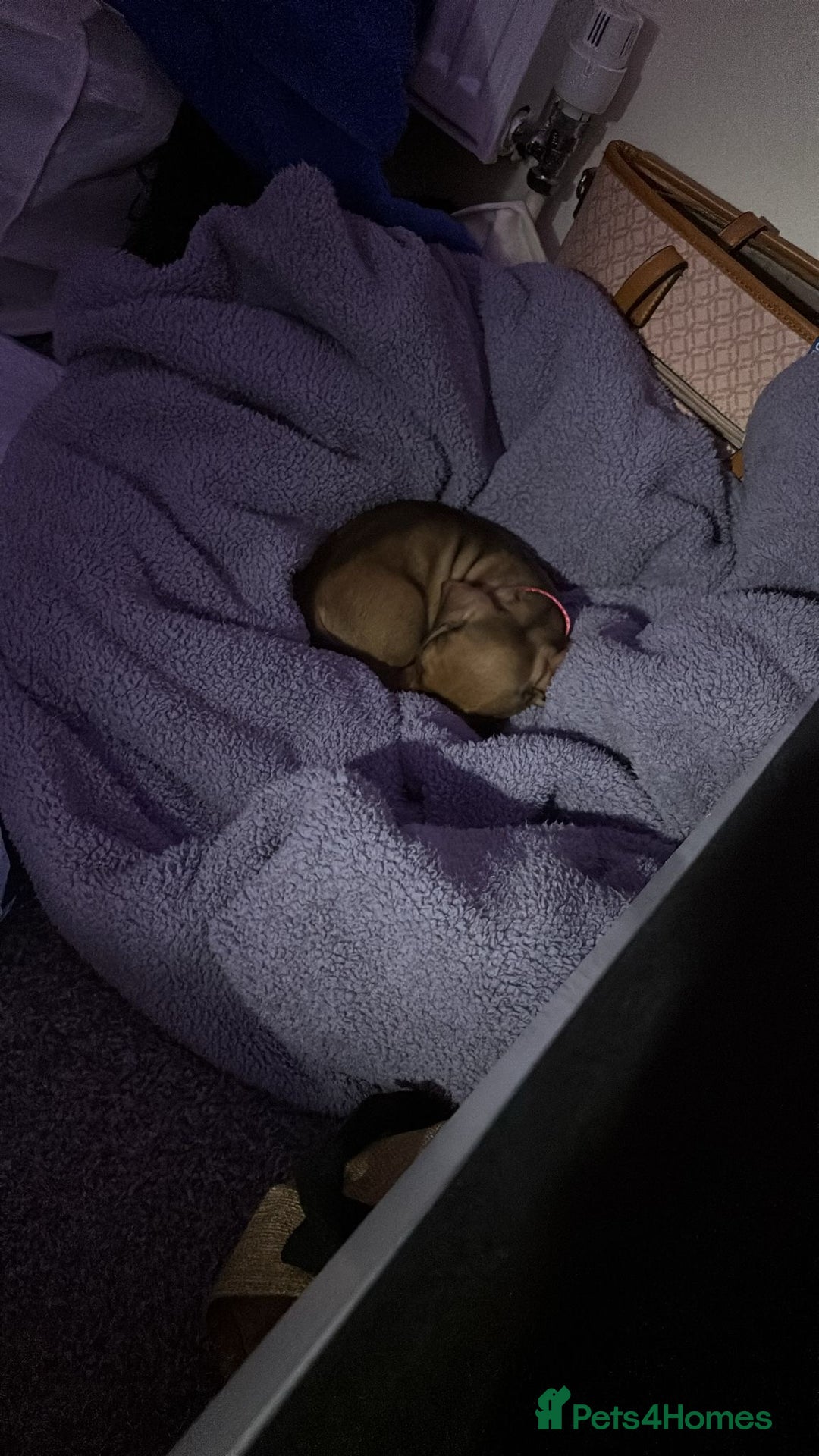 Dachshund dogs for sale: 9 week old dachshund  - Image 3