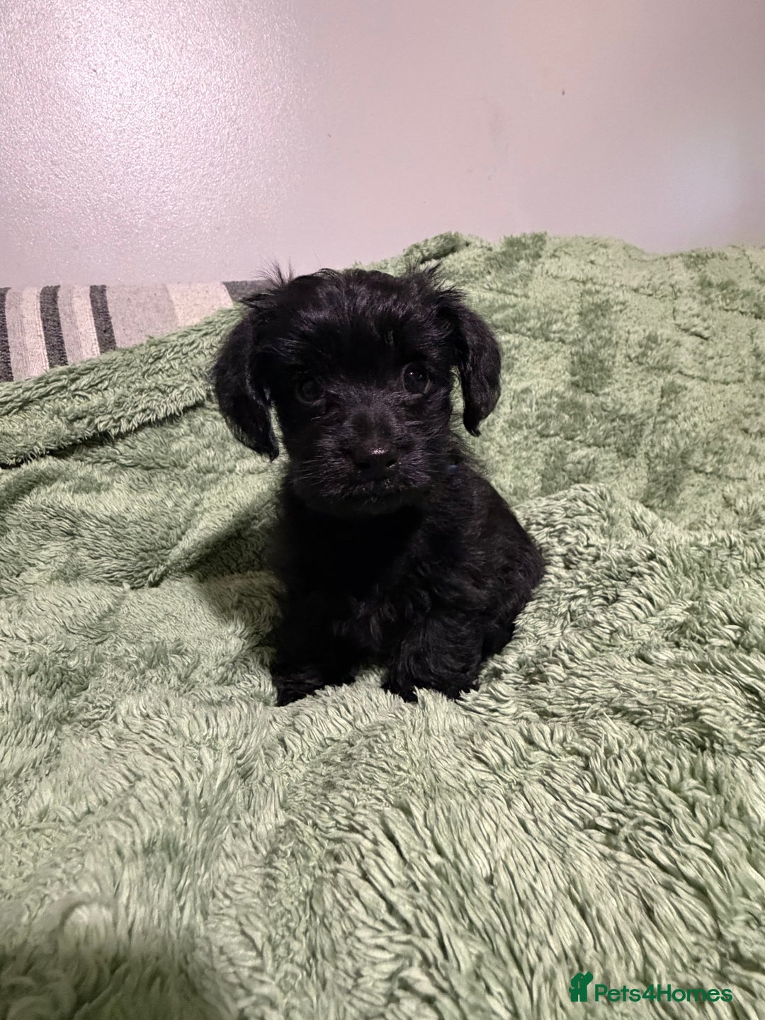 Yorkiepoo dogs for sale: Yorkiepoo puppies for sale. - Advert 16