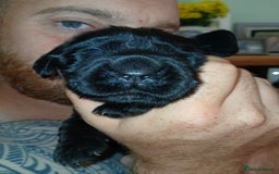 Cocker Spaniel dogs for sale: Cocker Spaniel puppies  - Image 8