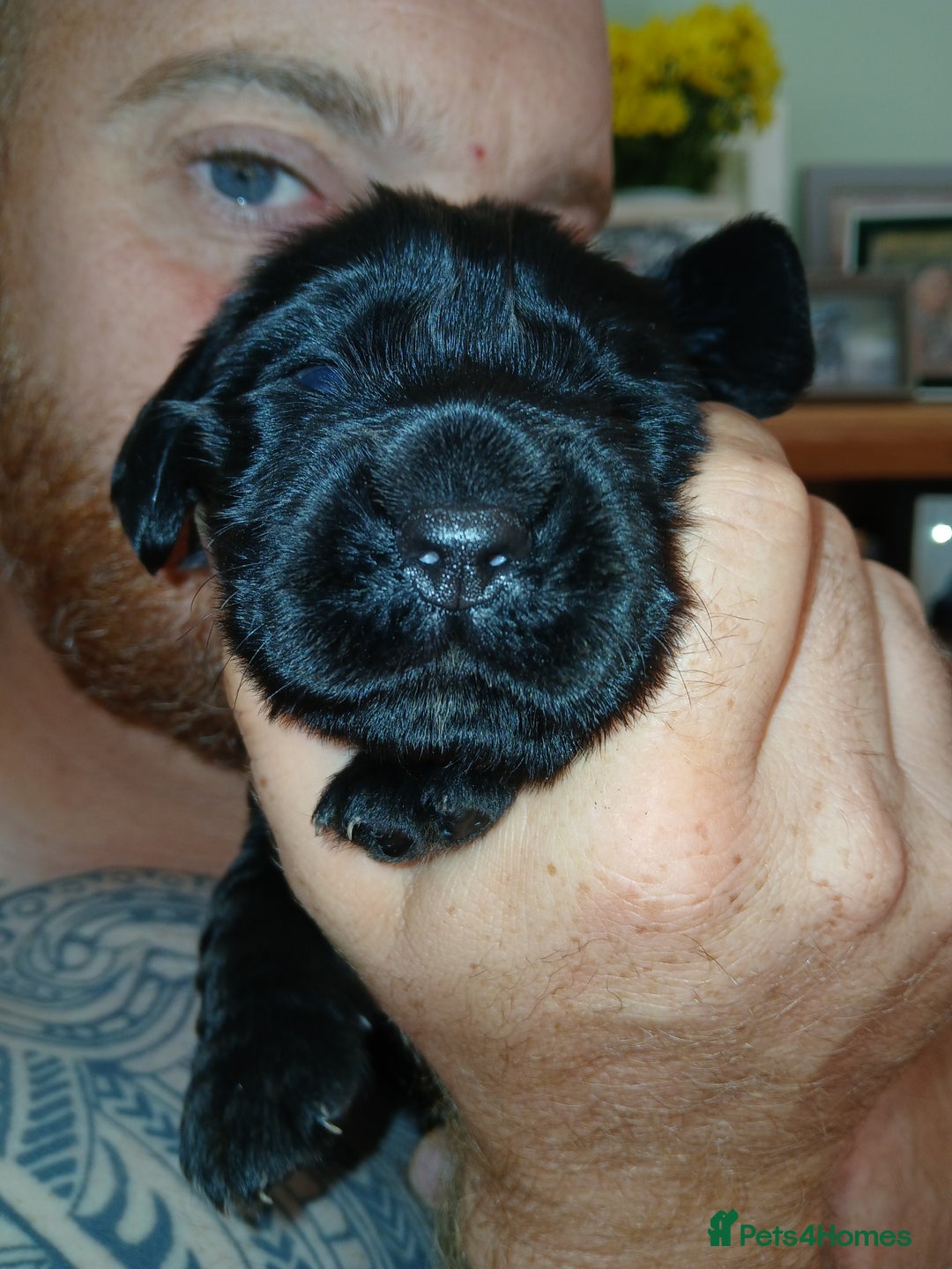 Cocker Spaniel dogs for sale: Cocker Spaniel puppies  - Image 8