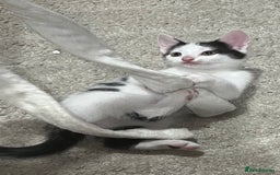 Mixed Breed cats for sale: Beautiful kittens - Image 18
