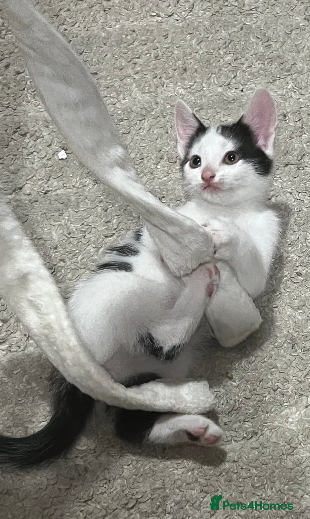 Mixed Breed cats for sale: Beautiful kittens - Image 18