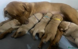 Labrador Retriever dogs for sale: Girl Labrador  - Image 12