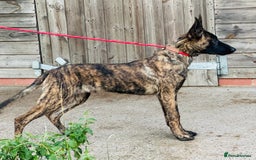 Belgian Shepherd Dog dogs for sale: Belgian Malinois / Dutch Herder  - Image 31