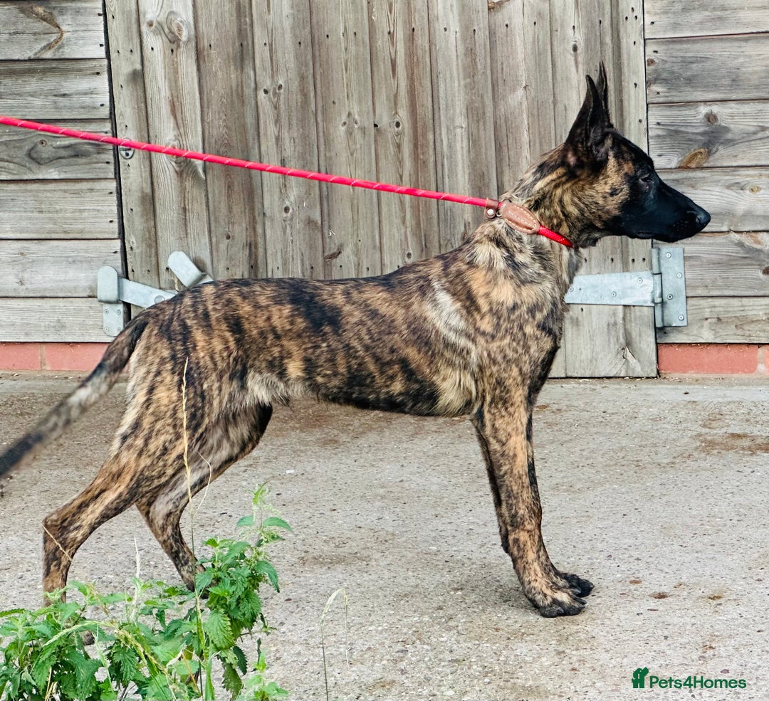 Belgian Shepherd Dog dogs for sale: Belgian Malinois / Dutch Herder  - Image 31