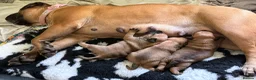 Bullmastiff dogs for sale:  Bullmastiff puppies available for loving homes in Taunton - Advert 1