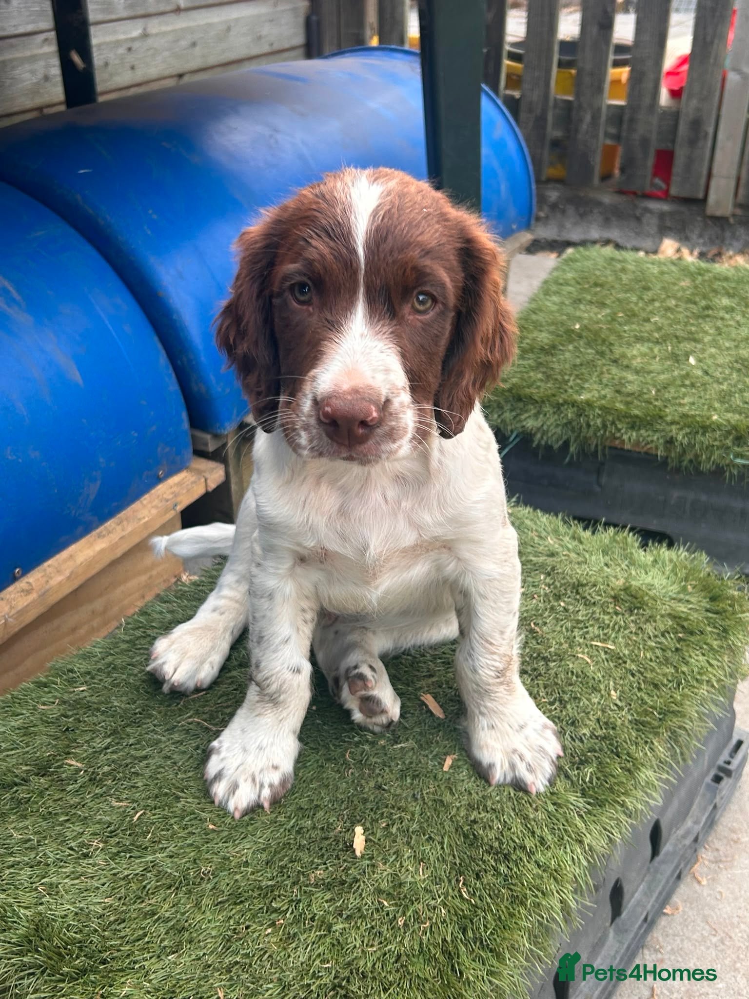 English Springer Spaniel dogs MaleFTCh Sired ESS Puppies ready for forever homes - Advert 2