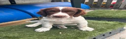 English Springer Spaniel dogs for sale: Male FTCh Sired ESS Puppy ready for forever homes - Advert 2