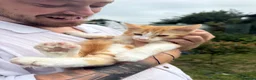 Mixed Breed cats for sale: Ginger and white male kittens in Canterbury - Advert 5