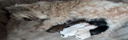Mixed Breed dogs for sale: Yorkipoos - Advert 1
