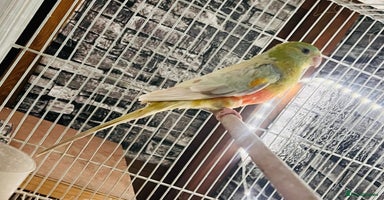 Parakeets birds Male red rump parakeet and female lovebird  - Advert 7