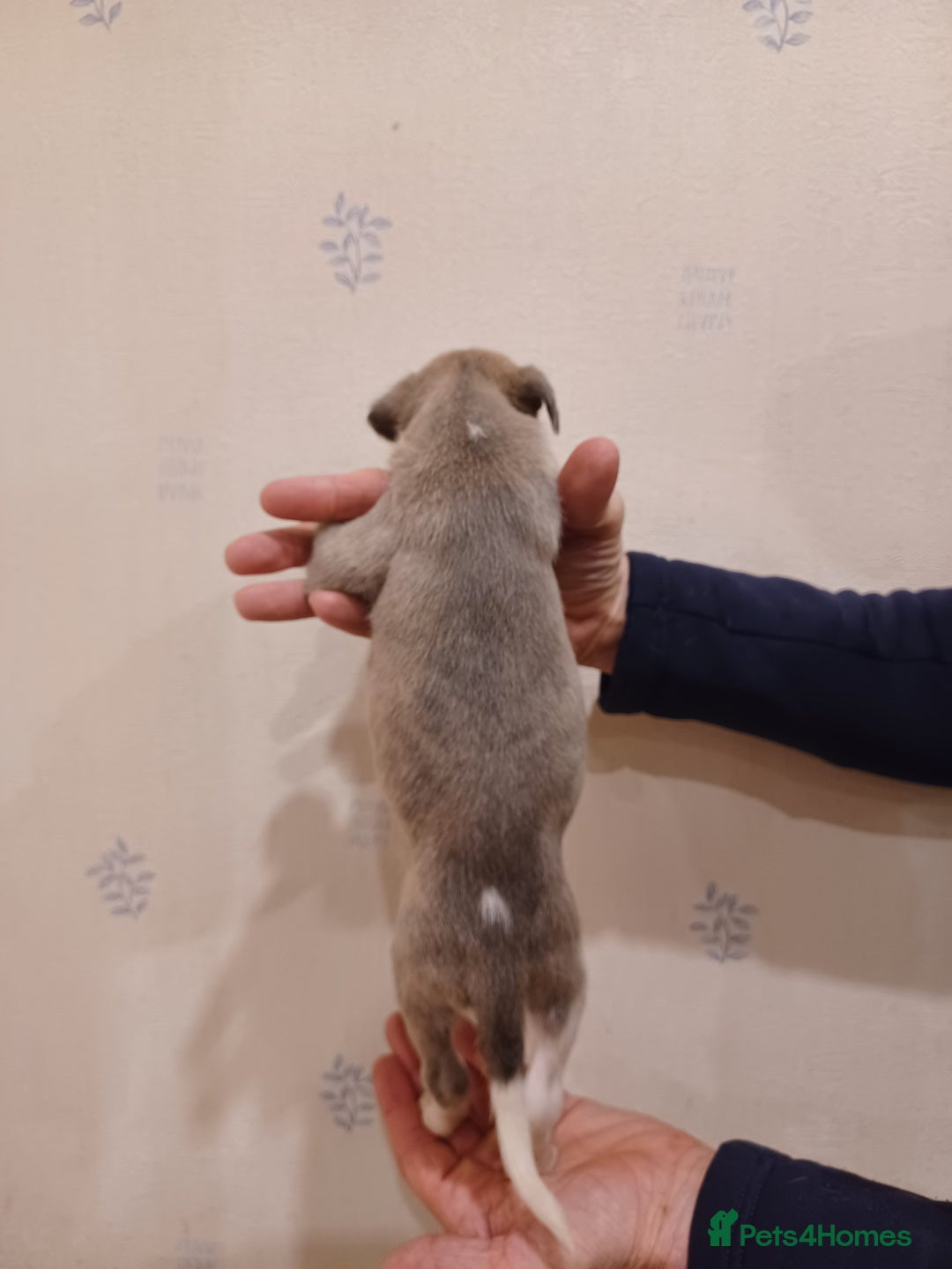 Whippet dogs for sale: Beautiful KC Reg Whippet Puppies - Advert 6