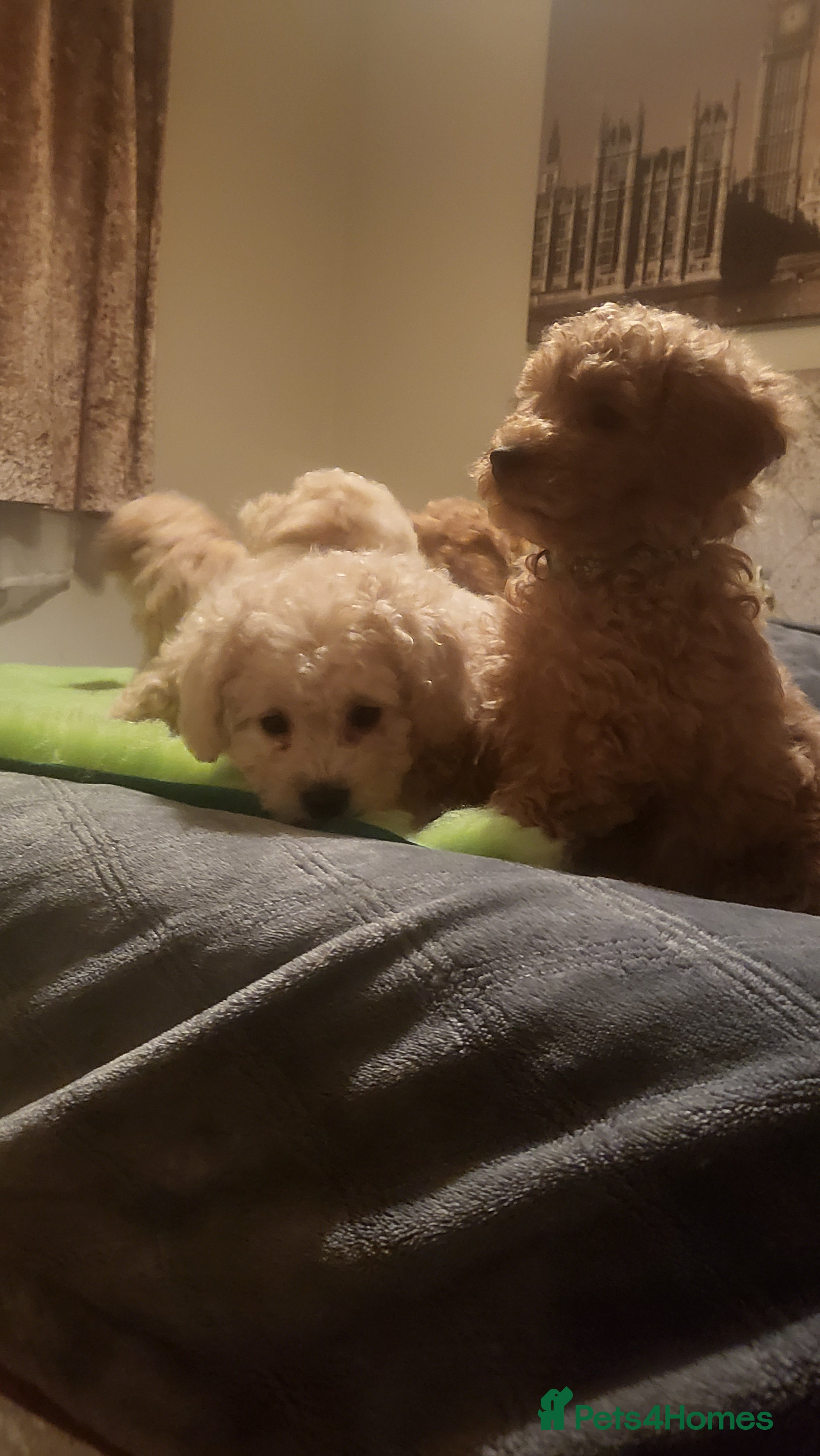 Maltipoo dogs Maltipoo  - Advert 6