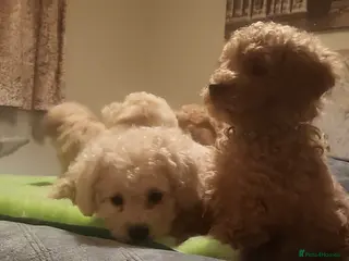 Maltipoo dogs Maltipoo - Advert 15