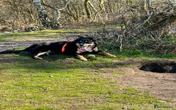 Border Collie dogs for sale: Collie for rehoming - Image 3