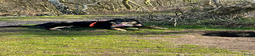 Border Collie Puppy 1