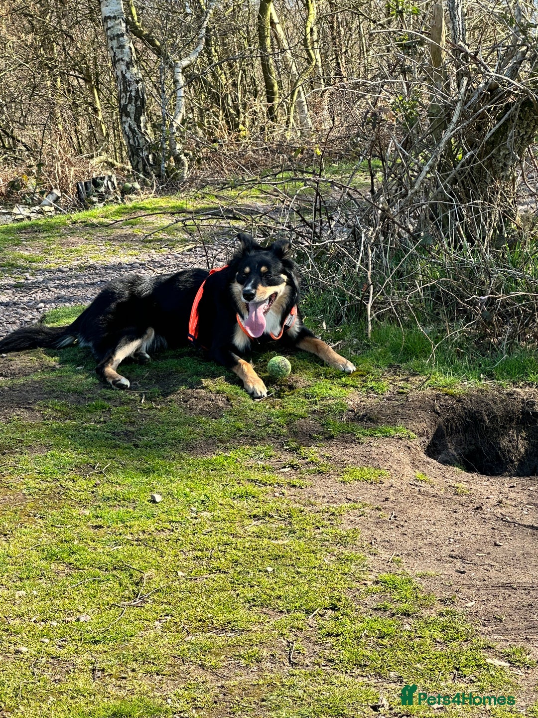 Border Collie dogs for sale: Collie for rehoming - Image 3