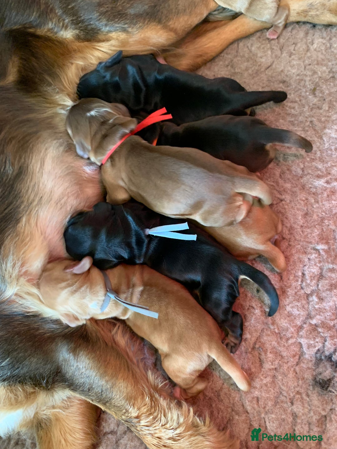 Cocker Spaniel dogs for sale: KC Show Carefully bred for Health and Temperament  - Image 28