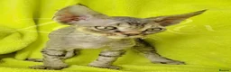 Devon Rex cats for sale: GCCF registered Devon Rex Kittens - Advert 3