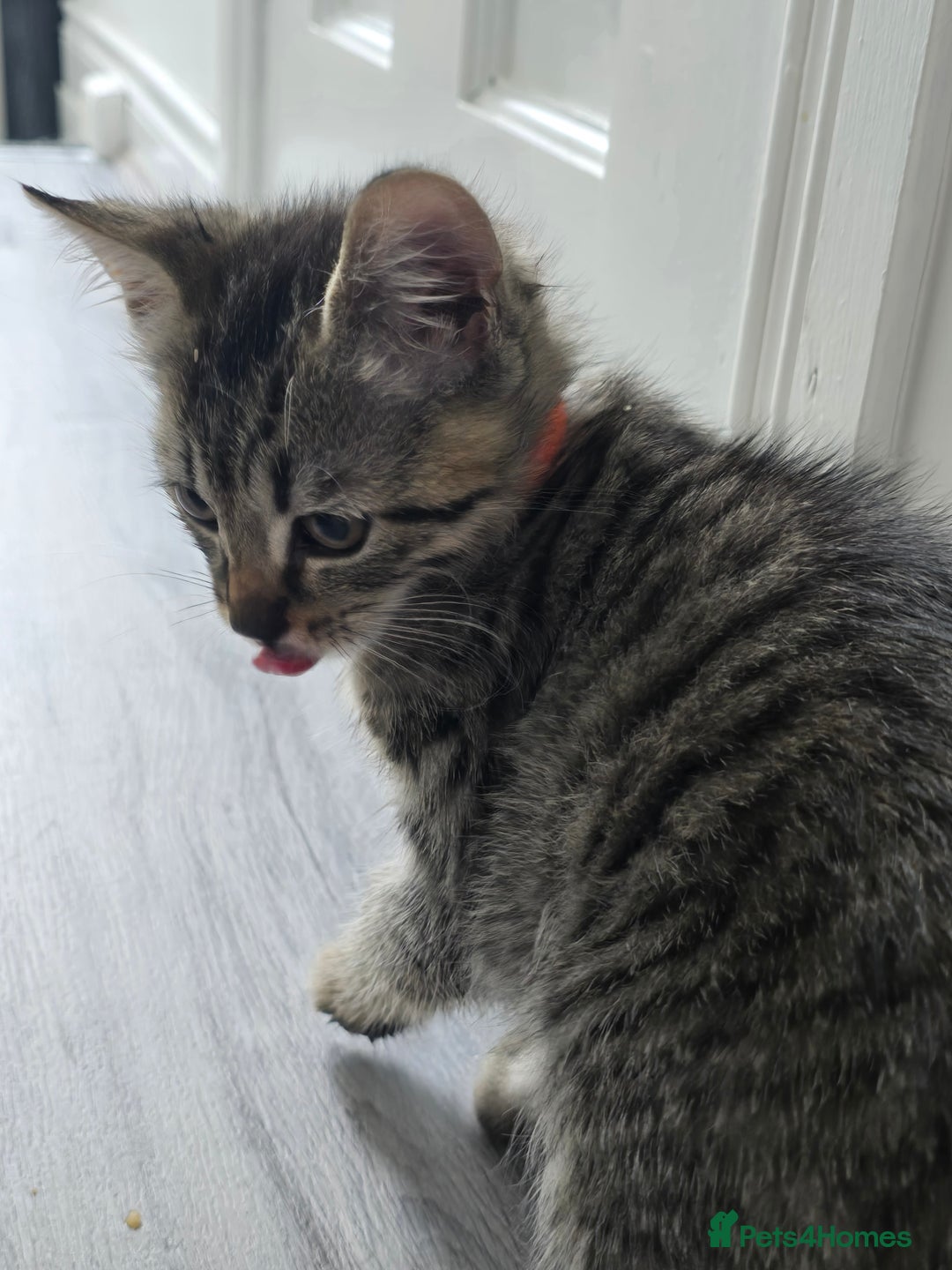 Mixed Breed cats for sale: 3 Beautiful Male Tabbies for Sale - Image 5