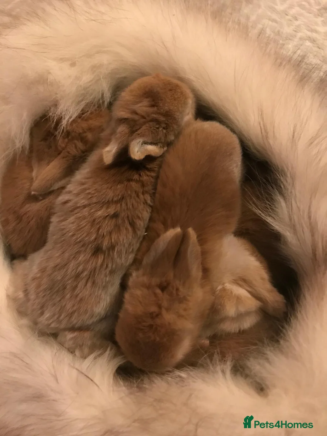 English rabbits for sale: Rabbits for sale 🐇🐰 in Eastbourne - Advert 2