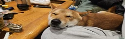 Japanese Shiba Inu dogs for stud: Shiba Inu for stud - Advert 6