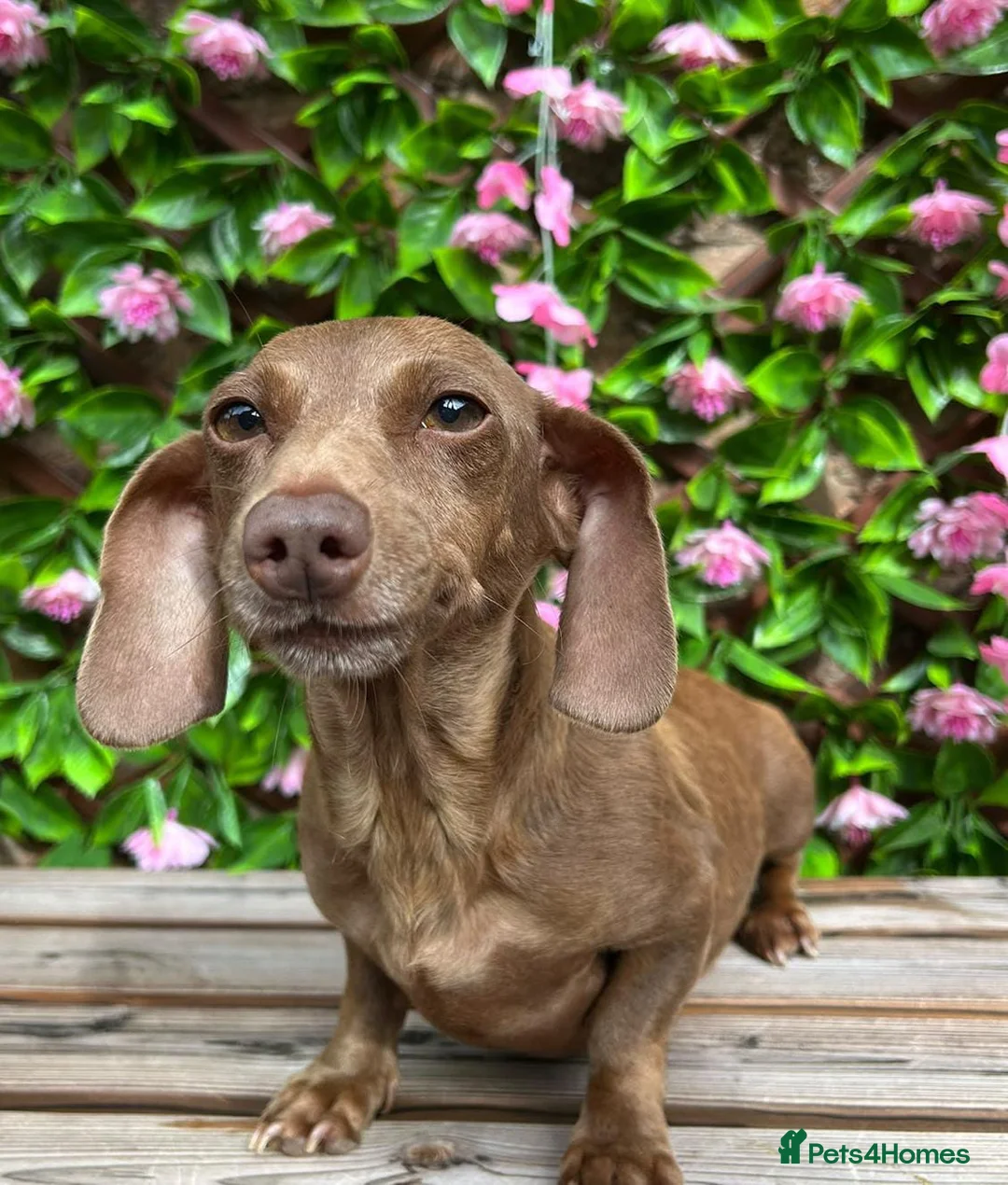 Miniature Dachshund dogs for sale: OLDER GIRL FOR REHOME 5 YEARS OLD  - Advert 2