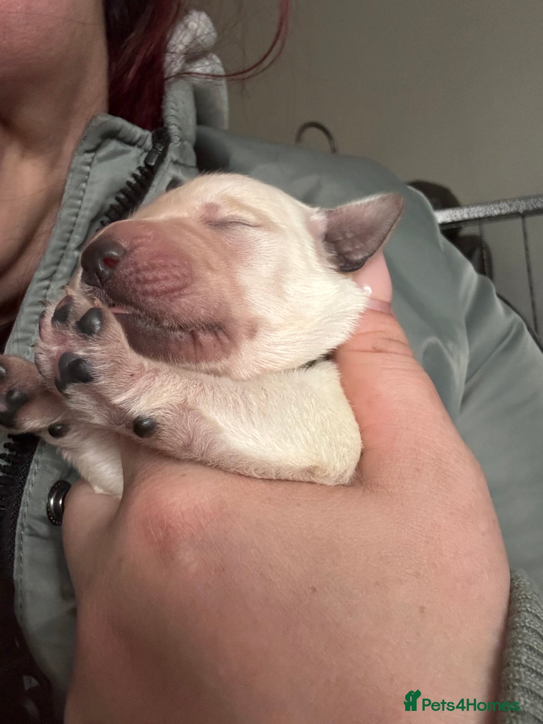 Mixed Breed dogs for sale: Stunning lab/rottie x golden retriever puppies e - Advert 9