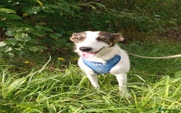 Mixed Breed dogs for adoption: ❤️ Alma – a 1.5-year-old lower-medium girl❤️ - Advert 7