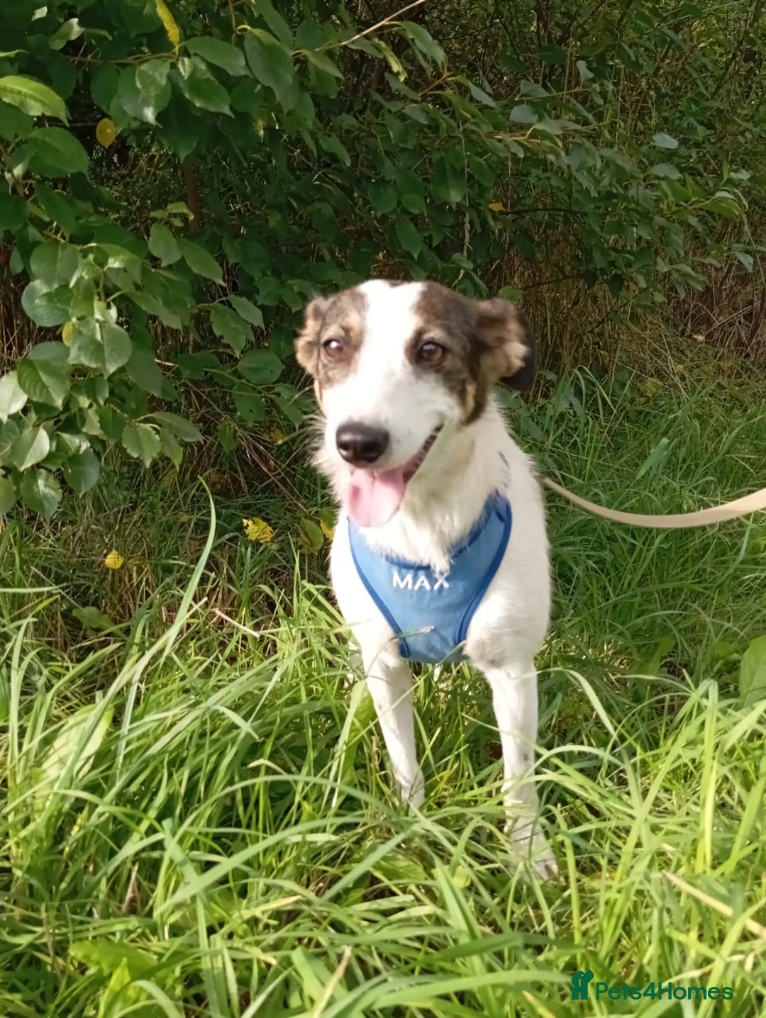 Mixed Breed dogs for adoption: ❤️ Alma – a 1.5-year-old lower-medium girl❤️ - Advert 7