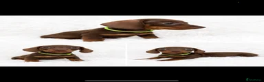 Miniature Dachshund 4